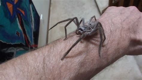 Me handling a Huntsman spider (HD) - YouTube