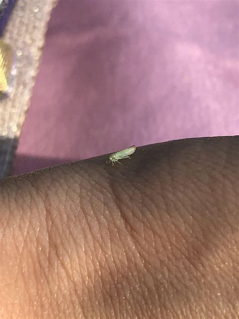 tiny bug in IL : r/whatsthisbug