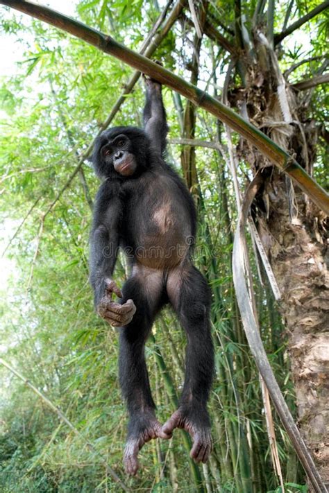 Bonobo on a Tree. Democratic Republic of Congo. Lola Ya BONOBO National ...