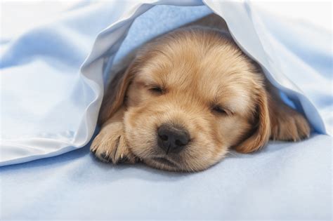 Are Dogs Tired After Shots