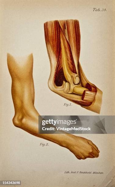 olecranon fossa foto  immagini stock getty images