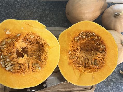 Seminole Pumpkin – Diverse Shape Population - Cody Cove Farm & Nursery