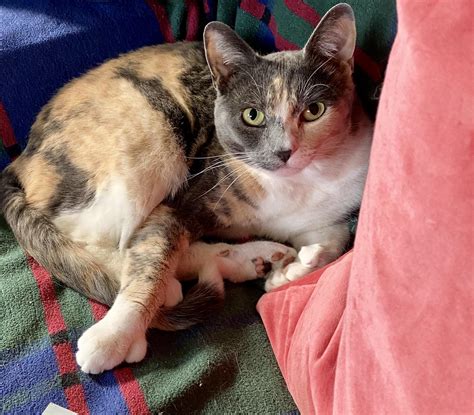 Aria curling up for a nap | Scrolller