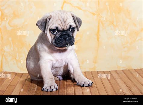 Pug, puppy, sitting Stock Photo - Alamy