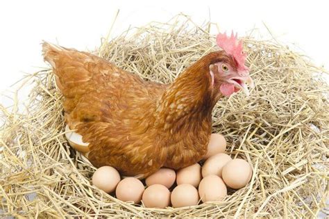 Which Chickens Are Laying Eggs? 3 Sure Ways To Tell | Chickens And More