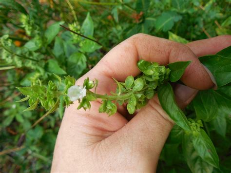 How to Keep Basil from Going to Seed | Coffee to Compost