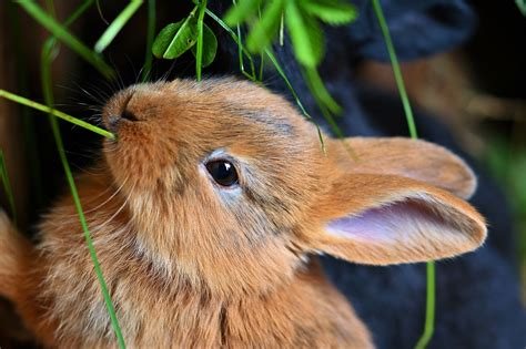 Health Canada Announces the End of Cosmetic Animal Testing in Canada ...