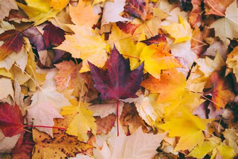 beautiful fall pictures  images parade entertainment recipes