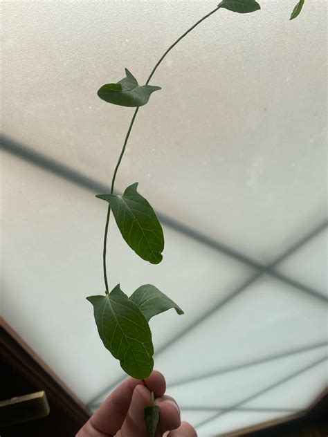 Help with a strange thing growing : r/plant