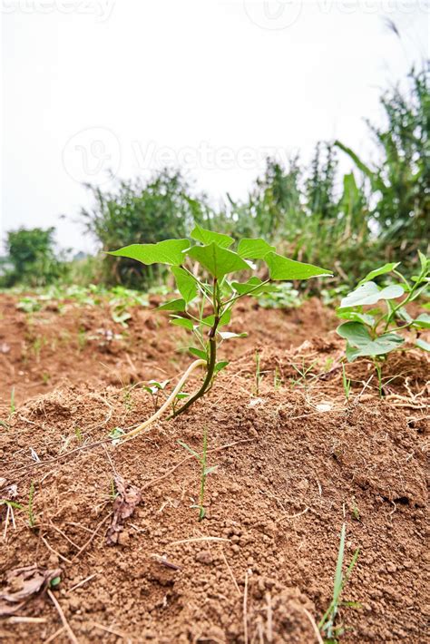 Close-up of a jicama plant growing on a plantation. fresh jicama leaves