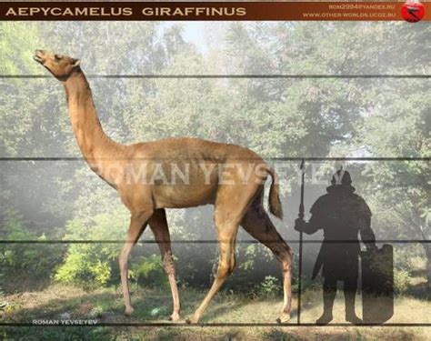 Escenarios prehistóricos: Aepycamelus | Prehistórico, Animales ...