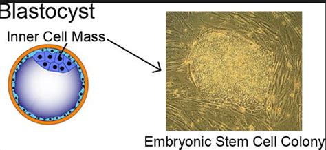 Inner cell mass |Genetic Engineering Info