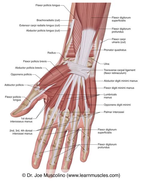 Muscles of the Anterior Hand - Superficial View - Learn Muscles