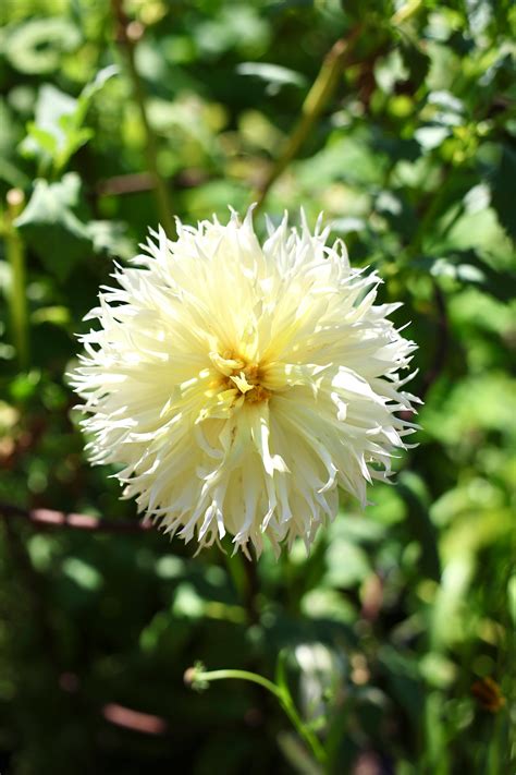 Annabelle+Flowers+Strips+For+Son Photos, Download The BEST Free