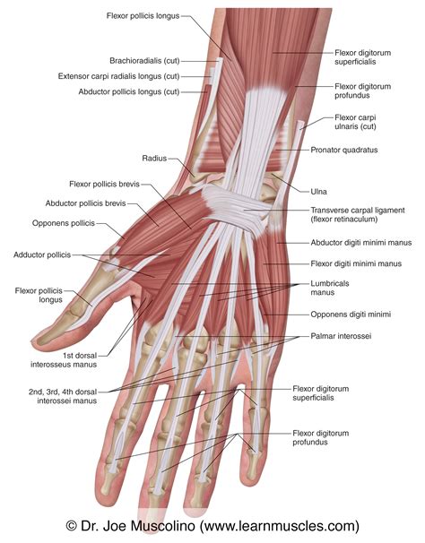 hand hand anatomie aufbau und funktion xaqe
