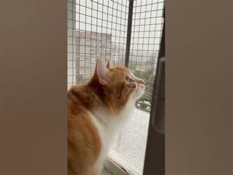 А снег идет… ️ ️ ️ Василиса Апельсиновна 🐈 #snow #shorts #cat #love ...
