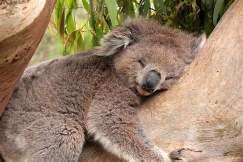 Slow Animals: 8 Of Nature's Most Relaxed Creatures