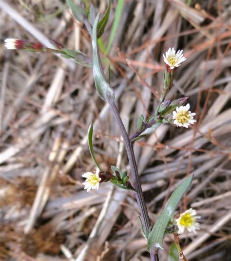 5 photos. Aster squamatus (Spreng.) Hieron. syn. Symphyotrichum