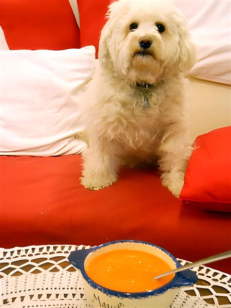 recette de potage carotte orange