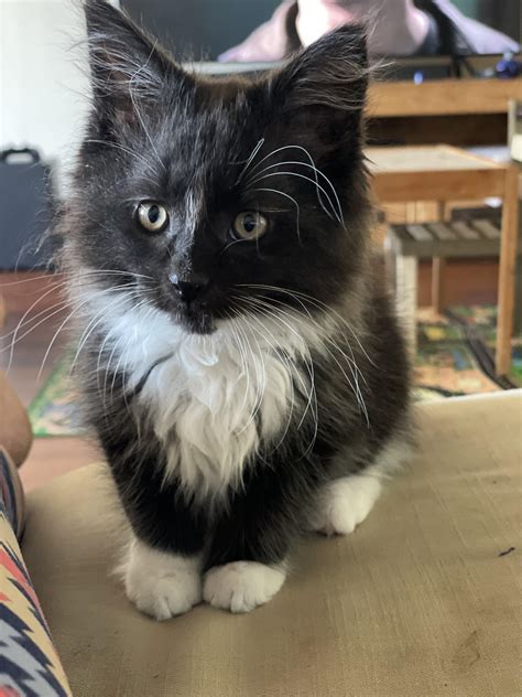 This is Neo! First time main coon owner and I’m so impressed by his