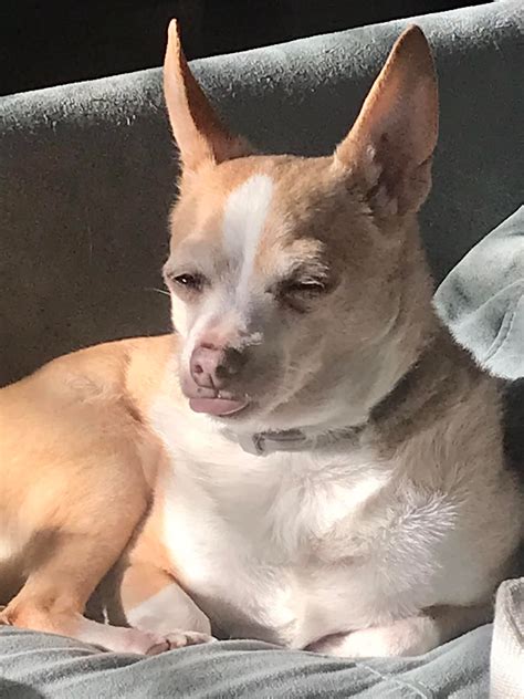 Happy hump day... - Opie Winston,the stinky-sweet chihuahua
