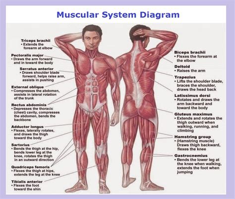 Muscular System Diagram – Charts