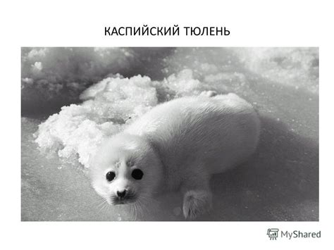 Презентация на тему: "Международная Красная Книга. ДЮГОНЬ БАБИРУСС ...