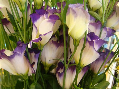 Lisianthus Wallpapers Images Photos Pictures Backgrounds