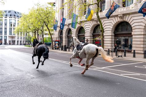 2 of the 4 horses that broke free in central London underwent surgery