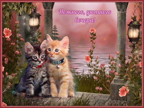 Открытки с пожеланием доброго вечера с котами - Живые открытки для ...