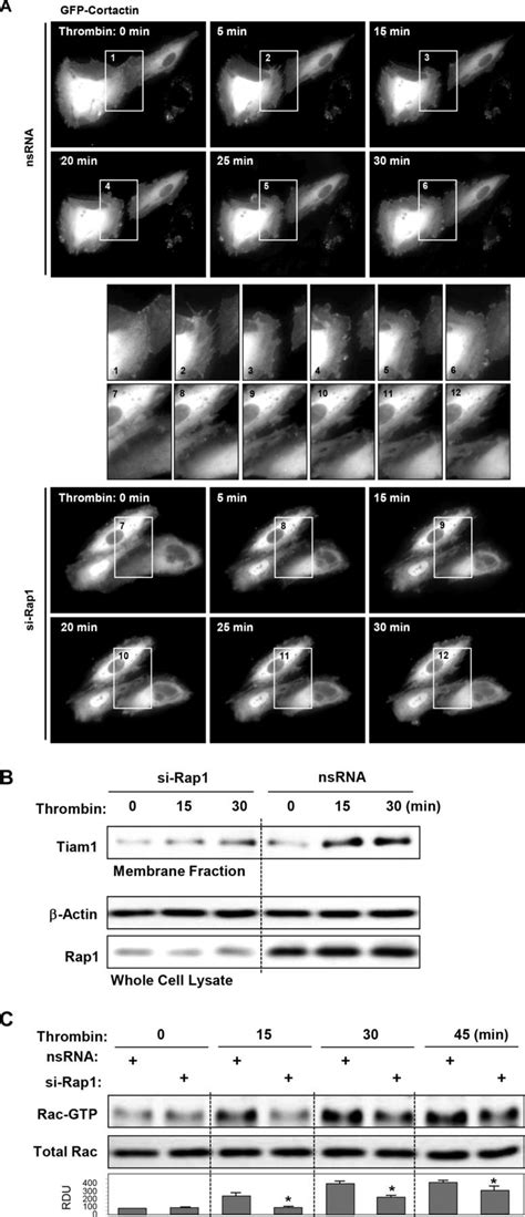 Rap-afadin axis in control of Rho signaling and endothelial barrier ... 