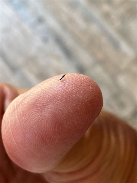 Sentricon Recruit HD Termite Bait Refills - DoItYourself.com Community