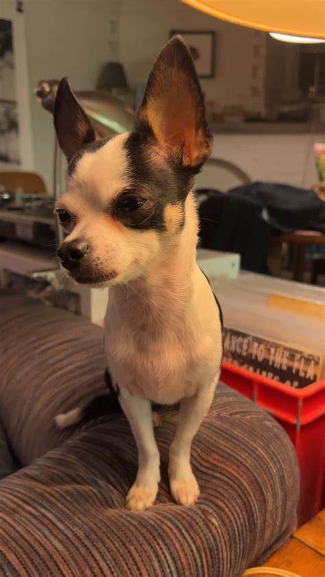 Do we think dogs comprehend what’s happening when we point a camera at them? : r/Chihuahua