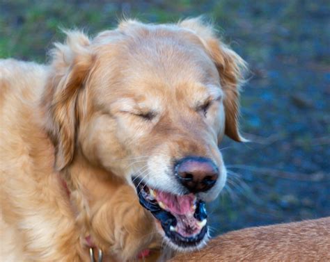 Canine Respiratory Virus: What it is, Signs to Watch for and How to