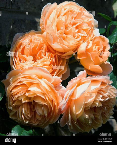 Crown 'Princess Margareta' Stock Photo - Alamy