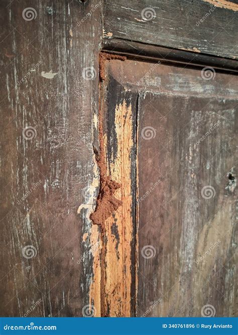 what color are termites 2