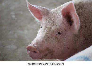 8+ Hundred Finisher Pig Royalty-Free Images, Stock Photos & Pictures