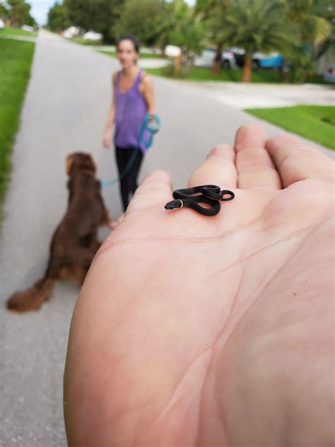 Little ringneck snake moved from the road to a nice wooded lot. : r