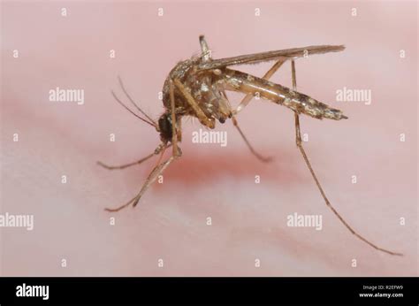 Mosquito, Family Culicidae, female biting human skin and becoming ...