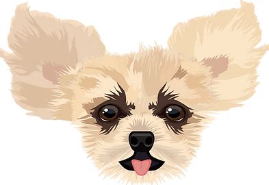 HOME | Coastal Bend Small Breed Rescue Corpus Christi