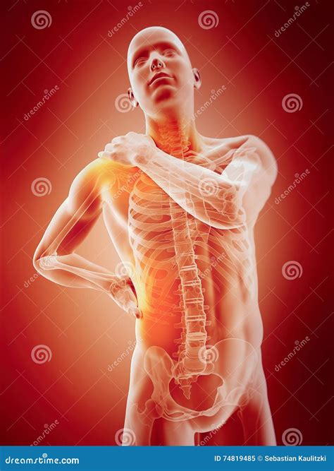 Highlighted Clavicle Royalty-Free Cartoon | CartoonDealer.com #30723965
