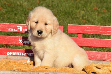 Golden Retriever Puppies For Sale Cincinnati | PETSIDI