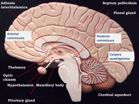 PPT - DIENCEPHALON PowerPoint Presentation, free download - ID:1921378