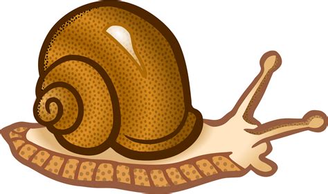 Улитка PNG