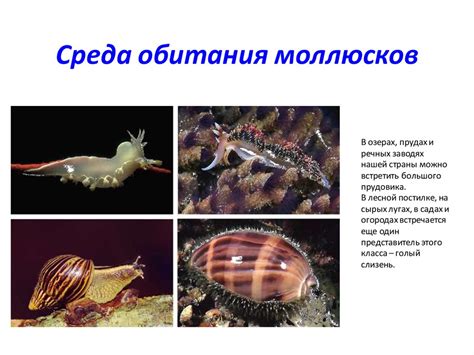 Тип Моллюски, или Мягкотелые - презентация онлайн