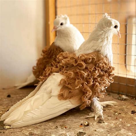 Stunning Unique-Looking Rare Pigeons That Are Better Than Regular ‘Govt ...