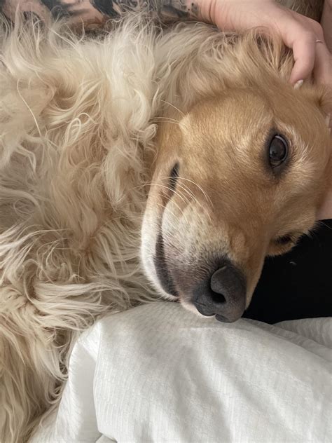 16+ Funny Golden Retriever Memes That Are Here To Put A Smile On Our Face : r/goldenretriever