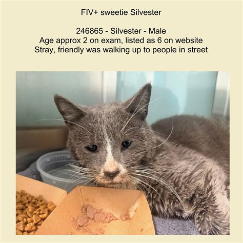 NYC - ***Pulled (unknown rescue)*** Adorable Aquamarine has mammary
