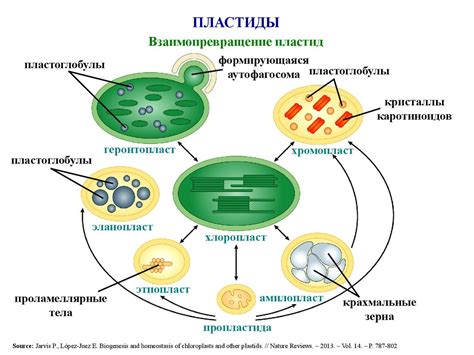 Митохондрии и пластиды - презентация онлайн