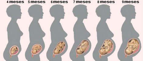 Com Quantos Meses A Barriga Começa A Crescer